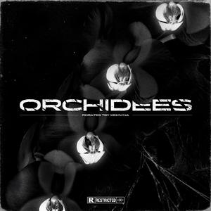 Orchidees