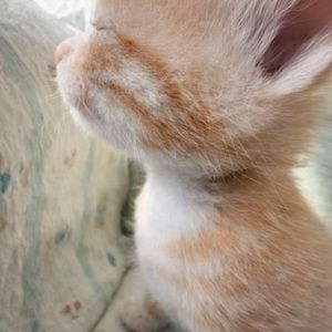 告诉自己忘了他（翻自 本兮）