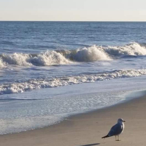 Beach Vibes surfs up