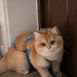 全世界都看出我爱你