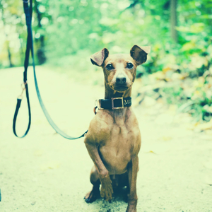 Entertaining (Dog Anxiety)