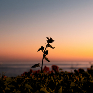 Love. (wave to earth) - Piano Version