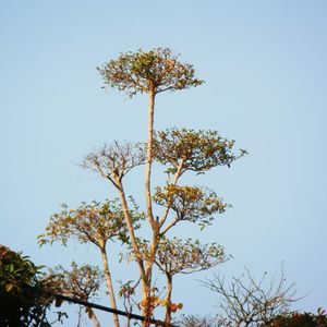 柠檬树