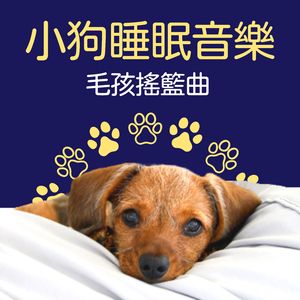 猫咪催眠曲