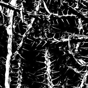 Eternal Black Dominion