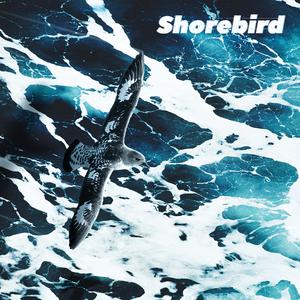Shorebird