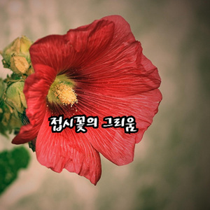 접시꽃의 그리움
