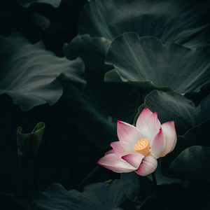 Harmony Restored Within