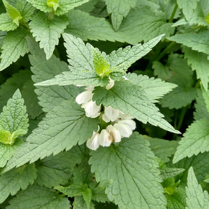 Vis mig dit blødende hjerte