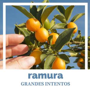 Grandes Intentos