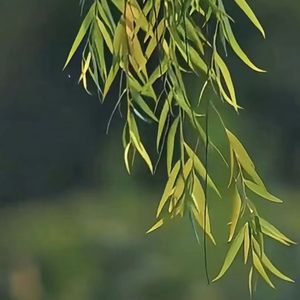 等到心中再无你