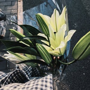 Bittersweet Orange（苦尽橙）