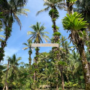 办公室工作极好的波萨诺伐舞曲