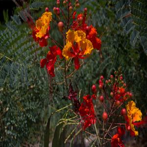 Bleeding Back to Life