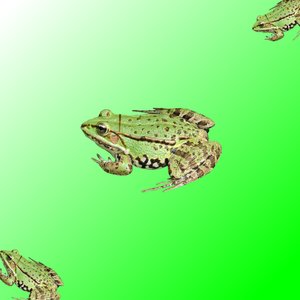 Phonky Frog