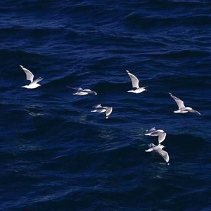 君の脈で踊りたかった