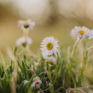 晚唱海棠（加速版）