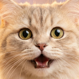 ねこ真夜中の運動会