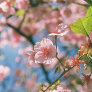 그날은 아직 봄이 아니었다