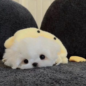 Synthwave Echoes of Unboxing Memori