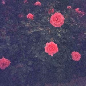 钟情的第十个月