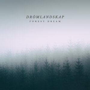 Forest Dream