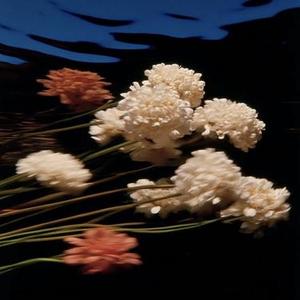 能不能再爱我一遍