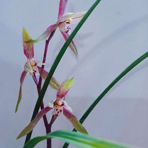 一花一茶一世界-静观