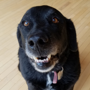 Out in the Dog House