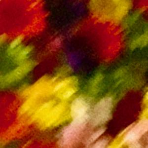 Indigenous Succulents