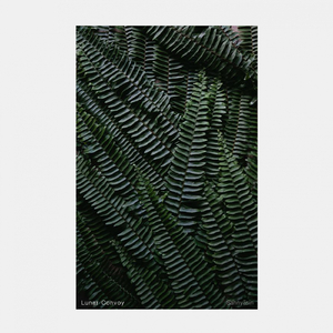 Rajneesh (Original Mix)