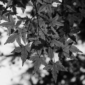 automne