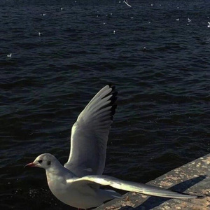 此去半生（大明不妙曲）