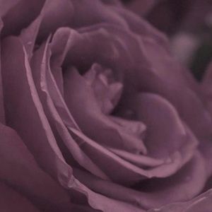 These are purple roses