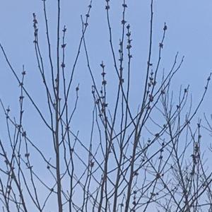 等到下雪我就告诉你答案