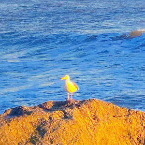 Rapeter-林宛煜(remake prod by Kumark).wav（虎堡shipship remix）