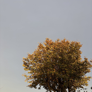 Herbst