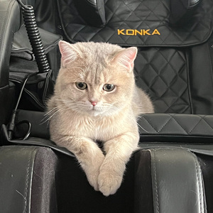 百变总裁(女声)