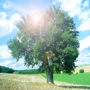 호두나무 (자장가)