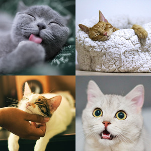 安静的训练猫声音