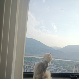 天堂还有麦田吗