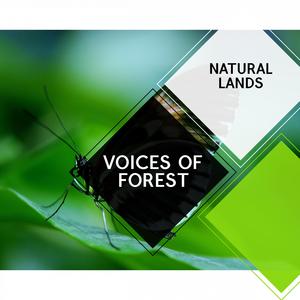 Northern Flicker in Vicinity