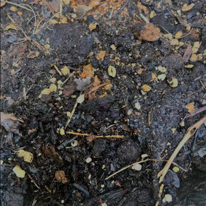 清澈的泥土
