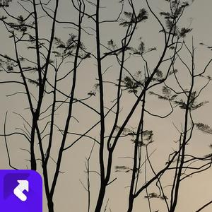 奔放悠扬 (现场)