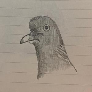 Pigeon