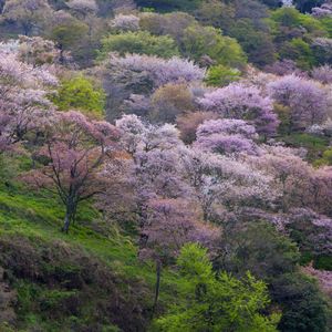 吉野山桜巡り