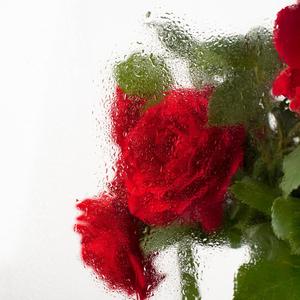 Lullaby (feat. Saliyah Miyanda)