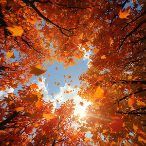 秋空のメロディ