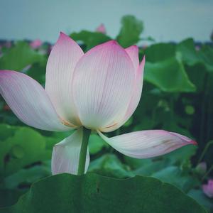 如果再也见不到你