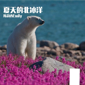 夏天的北冰洋